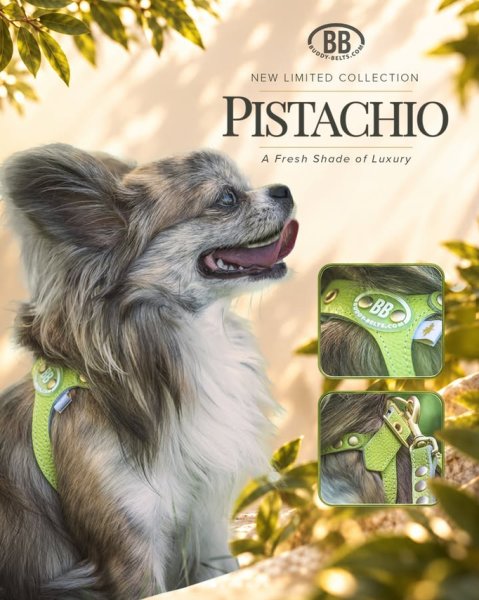 画像4: バディーベルトハーネス 4.5号 ピスタチオ・Pistachio (4)